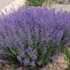 Little Trudy® Nepeta 2 Little Trudy® Nepeta -Floral Haven Store little trudy nepeta bush undaunted garden 1