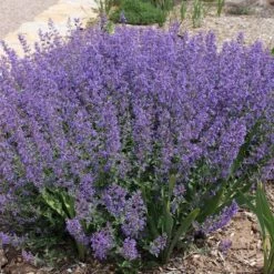Floral Haven Store 54 Little Trudy® Nepeta