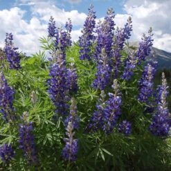 High Country Meadow Native Wildflower Seed Mix 11 High Country Meadow Native Wildflower Seed Mix -Floral Haven Store lupine mountainside