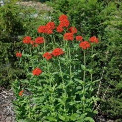 Maltese Cross (Silene) 7 Maltese Cross (Silene) -Floral Haven Store lychnis chalcedonica 3