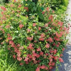 Major Wheeler Honeysuckle Vine -Floral Haven Store major wheeler honeysuckle vine 2 1