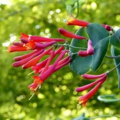 Major Wheeler Honeysuckle Vine -Floral Haven Store major wheeler honeysuckle vine c