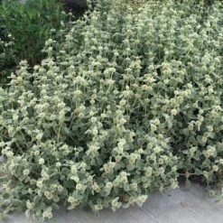 Silver Edged Horehound (Marrubium) -Floral Haven Store marrubium rotundifolium silver edged horehound cindy jewell 3