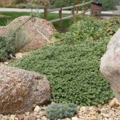 Silver Edged Horehound (Marrubium) -Floral Haven Store marrubium rotundifolium plant select cropped