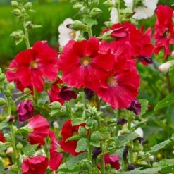 Mars Magic Single Hollyhock -Floral Haven Store mars magic single hollyhock alcea rosea walters garden flowers