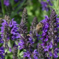 May Night Salvia 9 May Night Salvia -Floral Haven Store may night savlia bee