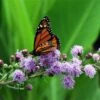 Meadow Blazing Star (Liatris) -Floral Haven Store meadow blazing star monarch on liatris ligulistylus