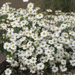 Blackfoot Daisy (Melampodium) -Floral Haven Store melampodium leucanthemum 82609 1
