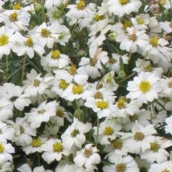 Blackfoot Daisy (Melampodium) -Floral Haven Store melampodium leucanthemum close up 1