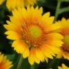 Mesaâ„¢ Peach Gaillardia 1 Mesaâ„¢ Peach Gaillardia -Floral Haven Store mesa peach gaillardia garden flower bloom