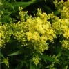 Little Lemon Goldenrod (Solidago) -Floral Haven Store mike davy solidago little lemon goldenrod 1 1
