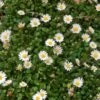 Miniature Mat Daisy (Bellium) 2 Miniature Mat Daisy (Bellium) -Floral Haven Store miniature mat daisy