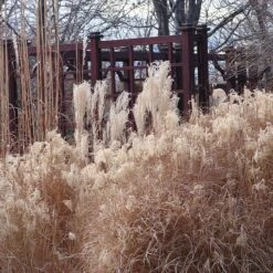 Gracillimus Miscanthus Grass 14 Gracillimus Miscanthus Grass -Floral Haven Store miscanthus ornamental grass winter