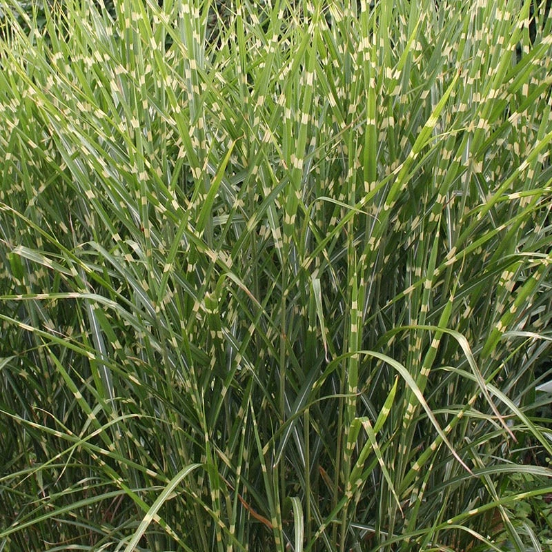 Gold Breeze Miscanthus Grass 3 Gold Breeze Miscanthus Grass - Image 2