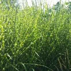 Gold Breeze Miscanthus Grass 8 Gold Breeze Miscanthus Grass -Floral Haven Store miscanthus gold breeze 2 cropped