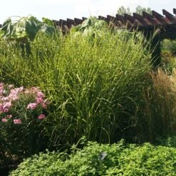 Gold Breeze Miscanthus Grass 7 Gold Breeze Miscanthus Grass -Floral Haven Store miscanthus gold breeze 3 cropped