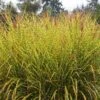 Gold Breeze Miscanthus Grass -Floral Haven Store miscanthus goldbreeze sbn 01 cropped
