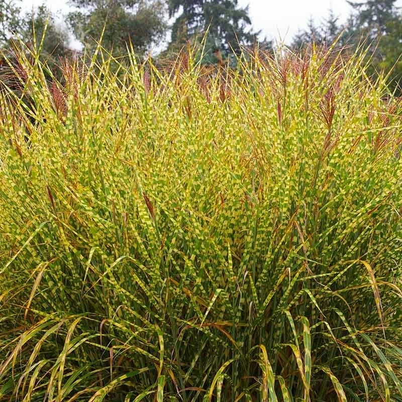 Gold Breeze Miscanthus Grass 2 Gold Breeze Miscanthus Grass