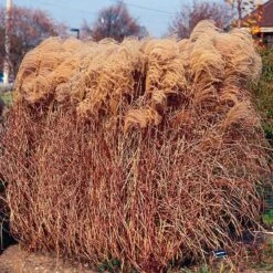 Gracillimus Miscanthus Grass 11 Gracillimus Miscanthus Grass -Floral Haven Store miscanthus gracillimus walters gardens cropped