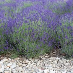 Mitcham Gray English Lavender -Floral Haven Store mitcham gray english lavender 1