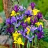Dwarf Specie Iris Mix (Mini Iris) 2 Dwarf Specie Iris Mix (Mini Iris) -Floral Haven Store mixed specie iris visi09644