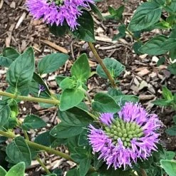 Floral Haven Store 17 Floral Haven Store -Floral Haven Store mmonardella villosa russian river david cropped