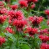 Fireball Bee Balm 2 Fireball Bee Balm -Floral Haven Store monarda didyma cropped