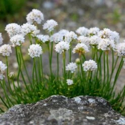 Morning Star White Armeria -Floral Haven Store morning star white sea thrift flowers garden blooming