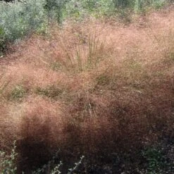 Undaunted® Ruby Muhly Grass 8 Undaunted® Ruby Muhly Grass -Floral Haven Store muhlenbergia reverchonii 3