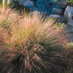 Undaunted® Ruby Muhly Grass 9 Undaunted® Ruby Muhly Grass -Floral Haven Store muhlenbergia reverchon 71138 1 web 4
