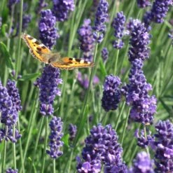 Munstead Violet English Lavender -Floral Haven Store munstead violet english lavender meadow pollinator