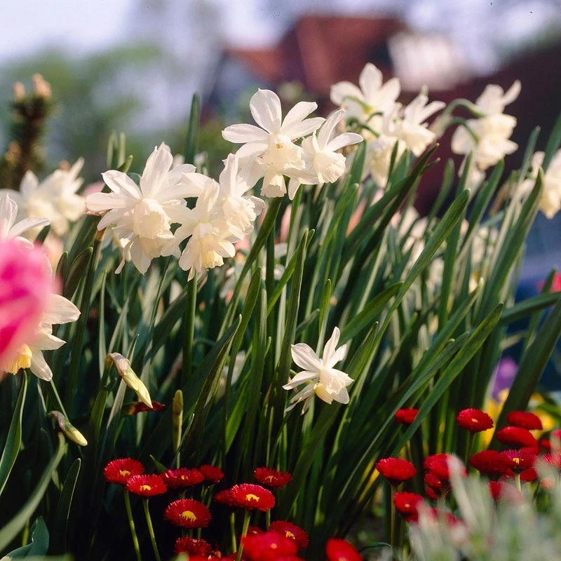 Thalia Daffodil 4 Thalia Daffodil - Image 2