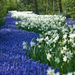 Thalia Daffodil 7 Thalia Daffodil -Floral Haven Store narcissus thalia muscari armen 2