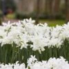 Thalia Daffodil -Floral Haven Store narcissus thalia with hyacinth