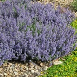 Select Blue Nepeta -Floral Haven Store nepeta faassenii select blue delosperma nubiginum