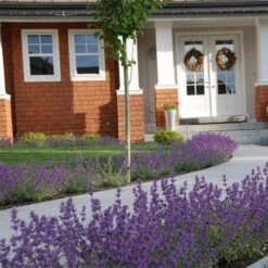 Little Trudy® Nepeta 7 Little Trudy® Nepeta -Floral Haven Store nepeta little trudy catmint must credit plant select 1