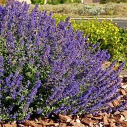 Walker's Deep Blue Nepeta 8 Walker's Deep Blue Nepeta -Floral Haven Store nepeta walkers dark blue 4 cc cropped