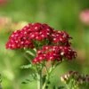 New Vintage™ Red Yarrow -Floral Haven Store new vintage red yarrow achillea