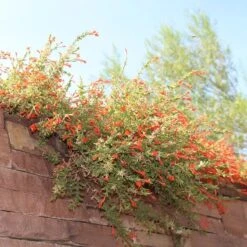 Orange Carpet® Creeping Hummingbird Trumpet (Zauschneria) -Floral Haven Store orange carpet creeping hummingbird trumpet zauschneria hanging garden flowers