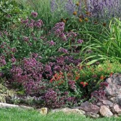 Rotkugel Ornamental Oregano -Floral Haven Store origanum rotkugel web