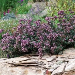 Rotkugel Ornamental Oregano -Floral Haven Store origanum rotkugel 1 cropped web