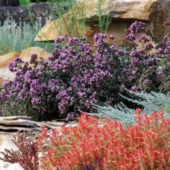 Rotkugel Ornamental Oregano -Floral Haven Store origanum rotkugel 3 cropped web