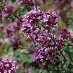 Rotkugel Ornamental Oregano -Floral Haven Store origanum rotkugel close up cropped