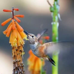 Dwarf Red Hot Poker -Floral Haven Store pam koch hummingbird and kniphofia az