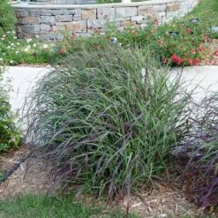 Ruby Ribbons® Prairie Switchgrass -Floral Haven Store panicum virgatum ruby ribbons switchgrass 6 1