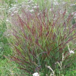 Shenandoah Switch Grass -Floral Haven Store panicum shenandoah hni 01 cropped