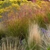 Ruby Ribbons® Prairie Switchgrass -Floral Haven Store panicum virgatum ruby ribbons