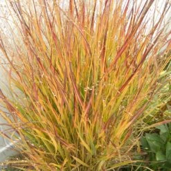 Ruby Ribbons® Prairie Switchgrass -Floral Haven Store panicum virgatum ruby ribbons 2 1