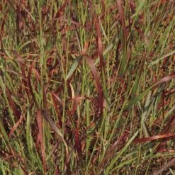 Shenandoah Switch Grass -Floral Haven Store panicum virgatum shenandoah 74540 web 2 1