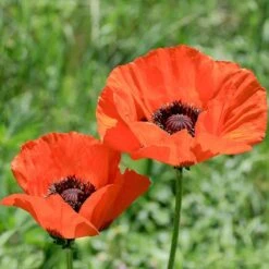 Brilliant Oriental Poppy -Floral Haven Store papaver orientale brilliant oriental poppy